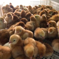 Poussins pondeuse rousse 1 jour- Le couvoir du Lampy