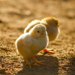 Poussins pondeuse rousse 1 jour- Le couvoir du Lampy