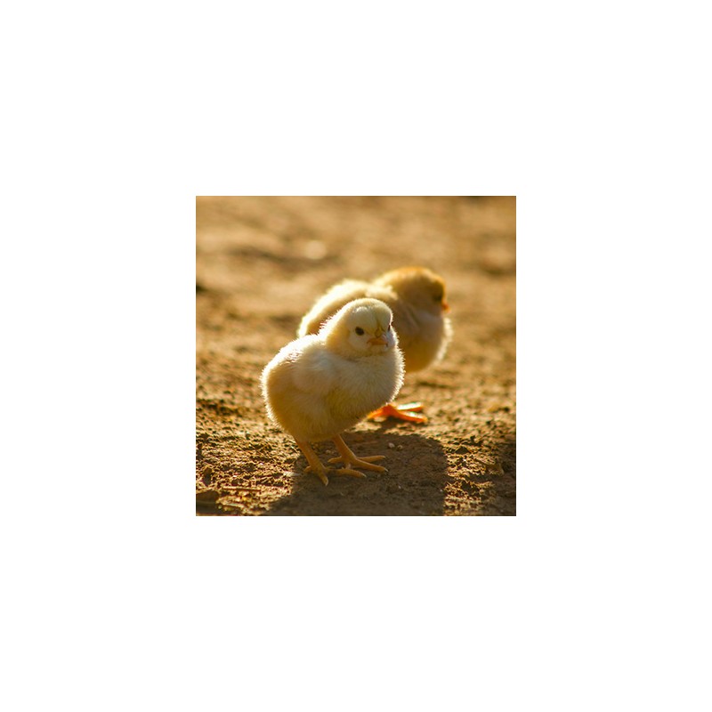 Poussins pondeuse rousse 1 jour- Le couvoir du Lampy