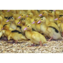 Canard barbarie 3 semaines - Le couvoir du Lampy