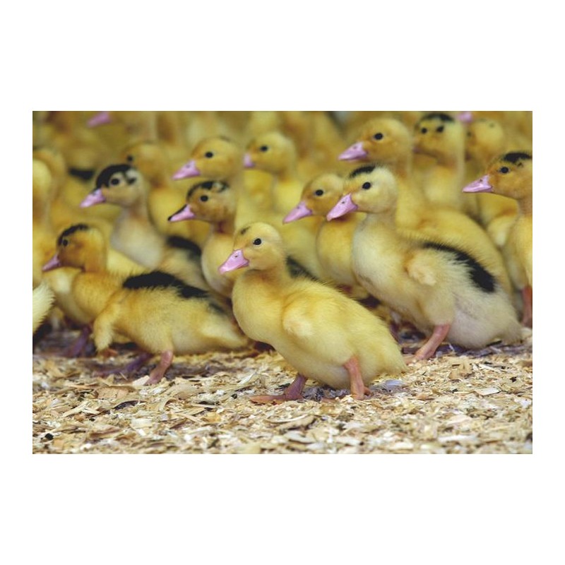 Canard barbarie 3 semaines - Le couvoir du Lampy